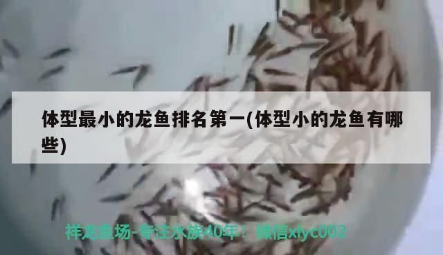 龍魚身上潰爛用什么藥vs祥龍魚場：祥龍魚場口碑評價，治療龍魚爛尾特效藥