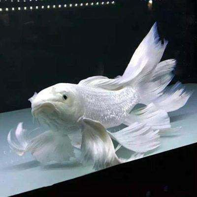 魟魚白色：關(guān)于魟魚顏色的一些詳細(xì)信息