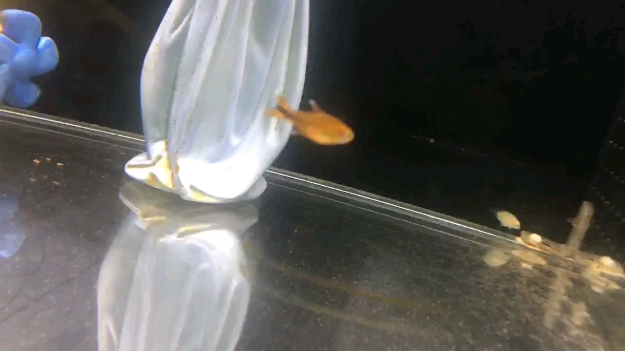 燈魚