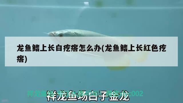 龍魚身上長白疙瘩vs祥龍魚場(chǎng)：龍魚身上長白疙瘩怎么辦