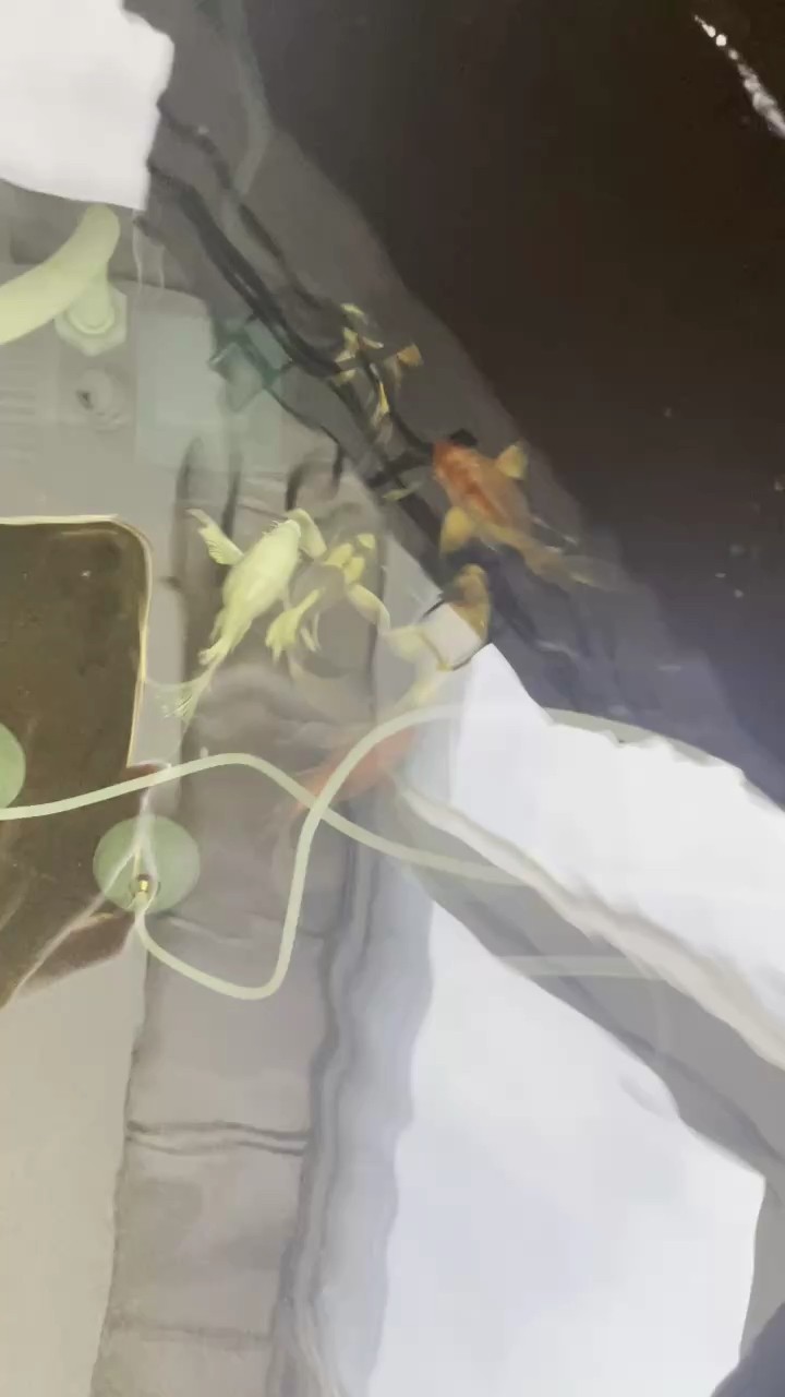 蝴蝶鯉魚鰭被同類啃咬 龍魚論壇 蝴蝶鯉魚鰭被同類啃咬 蝴蝶鯉魚鰭被同類啃咬 龍魚論壇