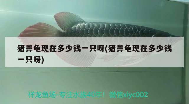 豬鼻龜現(xiàn)在多少錢(qián)一只呀(豬鼻龜現(xiàn)在多少錢(qián)一只呀)