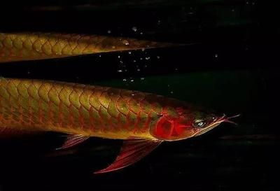 紅龍魚鱗片不亮怎么辦：紅龍魚的鱗片不亮怎么辦