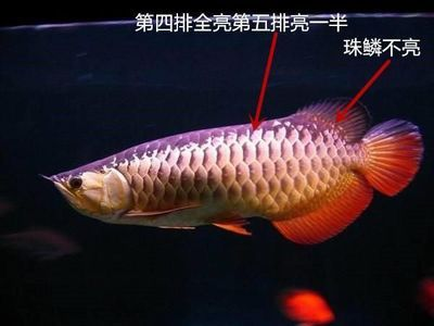 紅龍魚鱗片不亮怎么辦：紅龍魚的鱗片不亮怎么辦 紅龍魚鱗片不亮怎么辦：紅龍魚的鱗片不亮怎么辦 紅龍魚百科 第4張