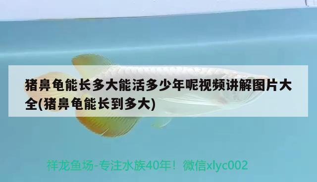 豬鼻龜能長多大能活多少年呢視頻講解圖片大全(豬鼻龜能長到多大)