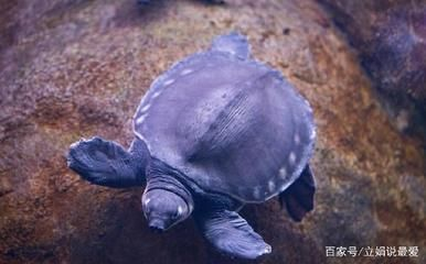 豬鼻龜水溫30度可以嗎：豬鼻龜水溫32度可以嗎，