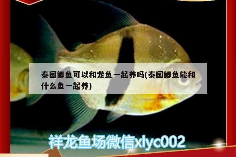 泰國鯽魚可以和龍魚一起養(yǎng)嗎(泰國鯽魚能和什么魚一起養(yǎng))