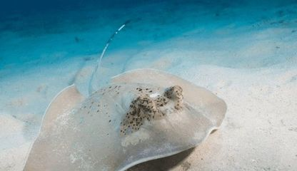 魟魚被咬：當魟魚被其他魚類咬傷時
