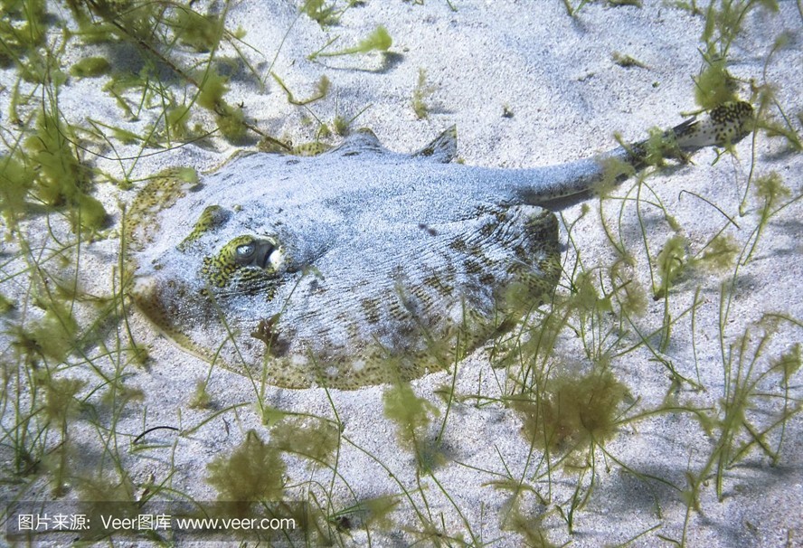 魟魚被咬：當魟魚被其他魚類咬傷時