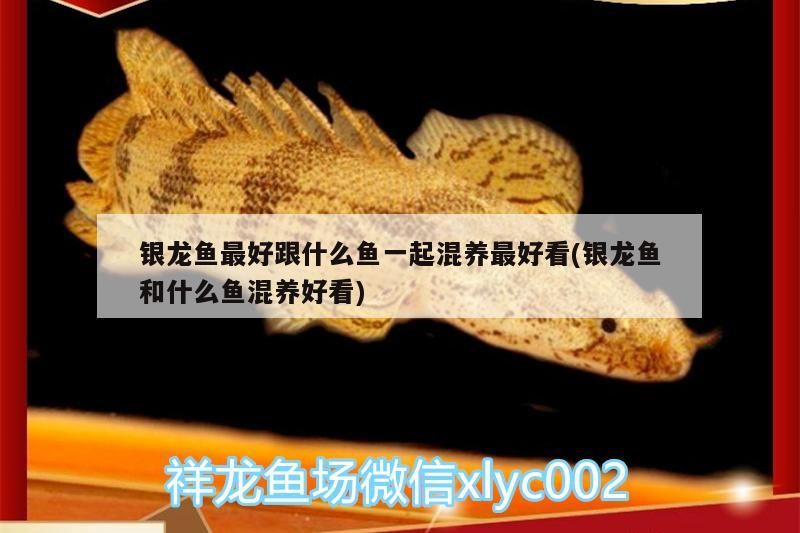 銀龍魚最好跟什么魚一起混養最好看(銀龍魚和什么魚混養好看)