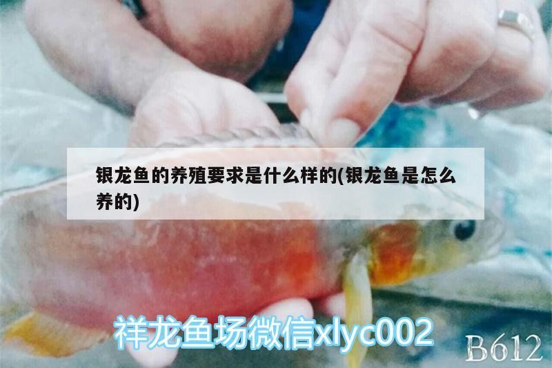 銀龍魚的養殖要求是什么樣的(銀龍魚是怎么養的)