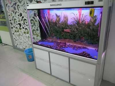 大型玻璃魚缸用什么膠粘：制作或維修大型玻璃魚缸時，選擇合適的膠粘劑