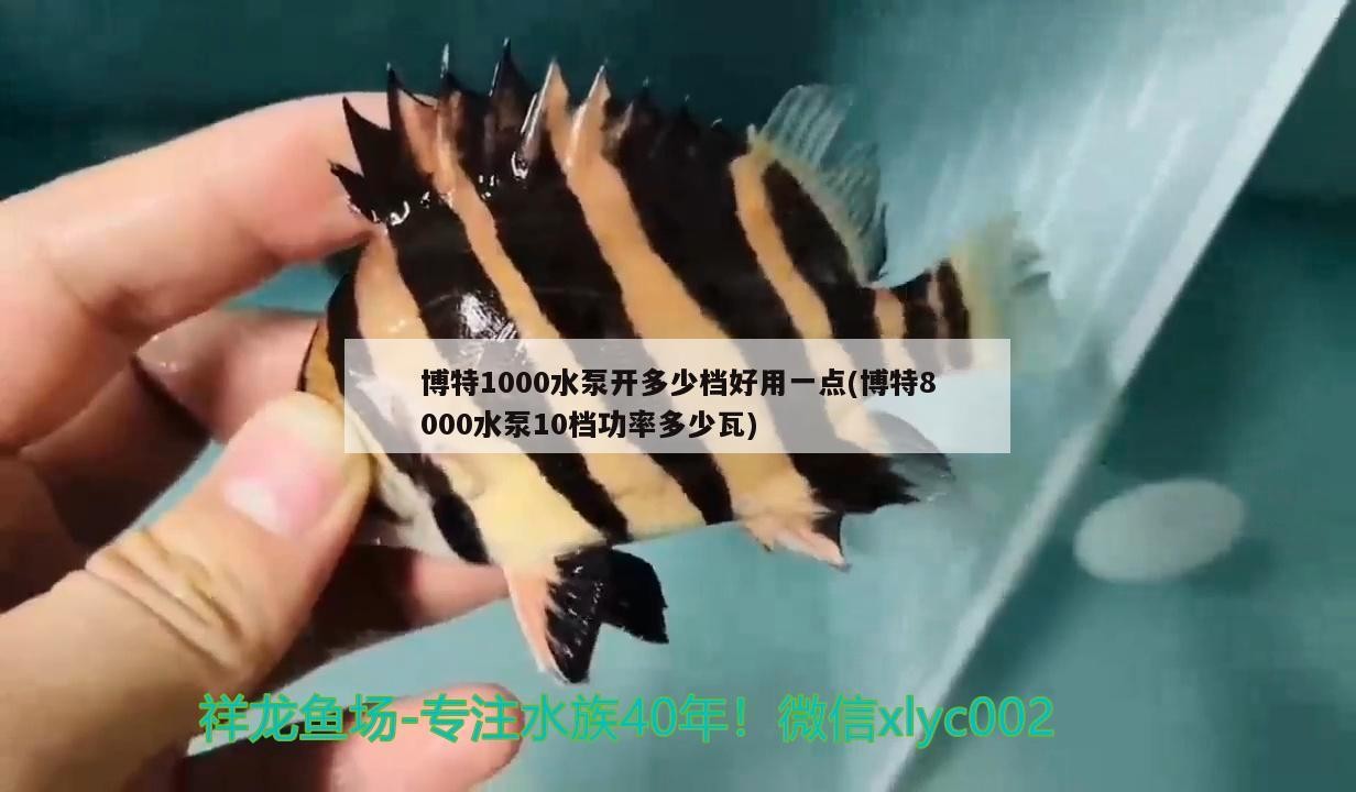 博特1000水泵開多少檔好用一點(博特8000水泵10檔功率多少瓦)