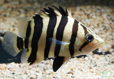 虎魚養一只好還是二只好一點：決定虎魚養一只還是兩只虎魚，我們需要考慮多個因素