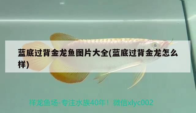 藍(lán)底過背金龍魚圖片大全(藍(lán)底過背金龍?jiān)趺礃?