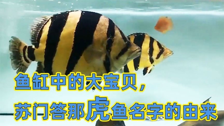 虎魚不怎么喜歡游怎么辦:對于您的虎魚不怎么喜歡游的問題