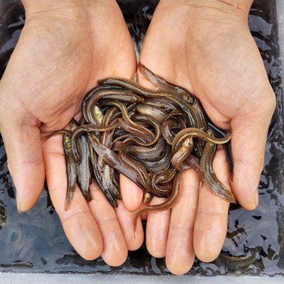 內江龍魚vs祥龍魚場（內江龍魚與祥龍魚場的區別） 內江龍魚vs祥龍魚場（內江龍魚與祥龍魚場的區別） 全國水族館企業名錄 第2張