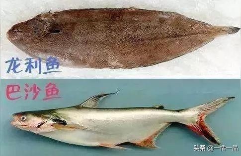 龍魚泡藥vs祥龍魚場：龍魚泡藥與祥龍魚場的爭議