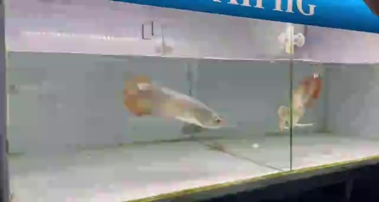 18左缸-印尼大湖純血小紅龍，越大越漂亮品種。