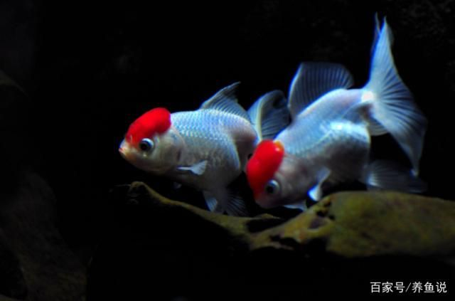 觀賞魚種類冷水魚有哪些（冷水魚的種類及其特點）