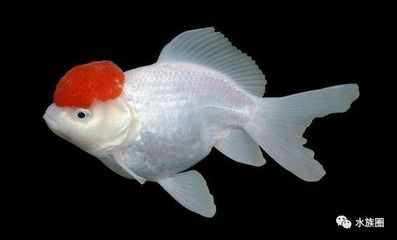 觀賞魚種類冷水魚有哪些（冷水魚的種類及其特點）