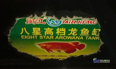 馬鞍山龍魚vs祥龍魚場（馬鞍山龍魚市場與祥龍魚場各有優勢） 馬鞍山龍魚vs祥龍魚場（馬鞍山龍魚市場與祥龍魚場各有優勢） 全國水族館企業名錄 第3張
