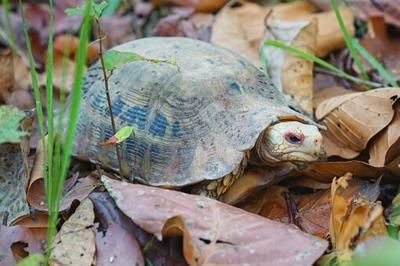 20公分的豬鼻龜多少錢：30公分的豬鼻龜多少錢一斤