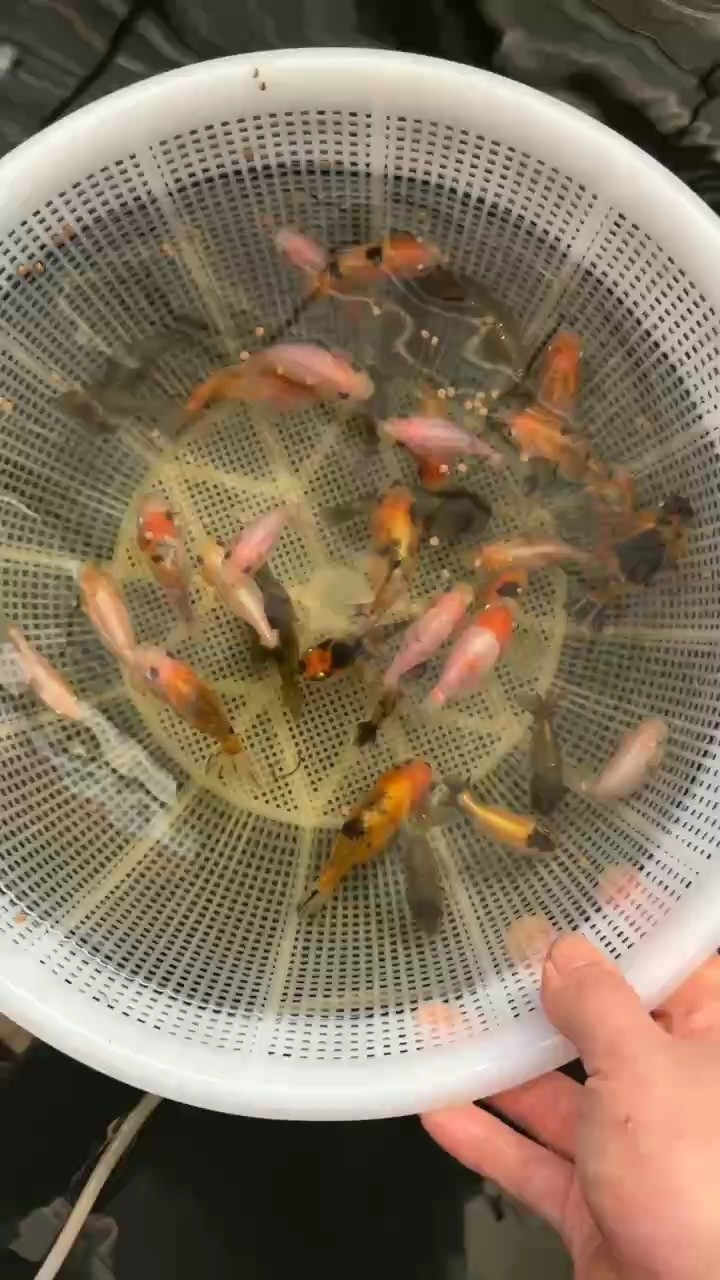 詳細閱讀:小蘭壽苗25包郵 小蘭壽苗25包郵