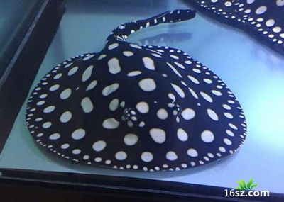 預防BD魟魚腸胃炎方法：bd魟魚日常健康管理技巧