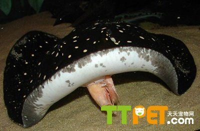 預(yù)防BD魟魚腸胃炎方法：bd魟魚日常健康管理技巧