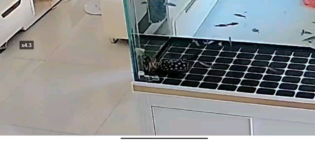 石家莊無極縣小旭水族店