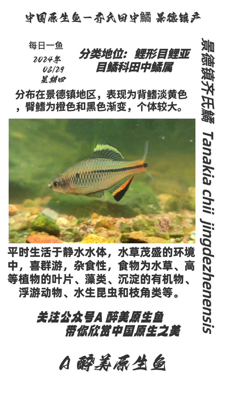 景德鎮齊氏鱊