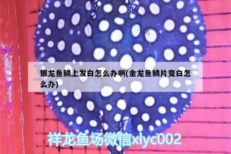 銀龍魚鱗上發白怎么辦啊(金龍魚鱗片變白怎么辦)