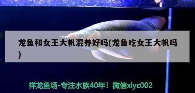 龍魚吃什么活魚好一點vs祥龍魚場：祥龍魚場龍魚飼料推薦