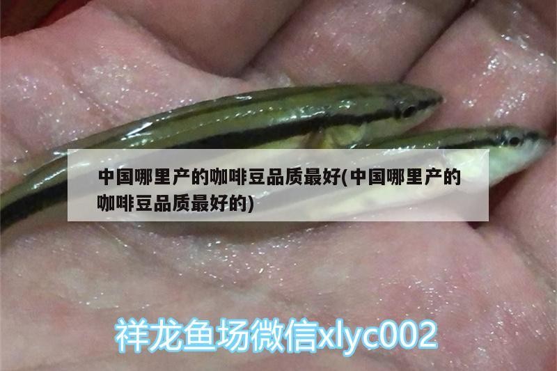 中國(guó)哪里產(chǎn)的咖啡豆品質(zhì)最好(中國(guó)哪里產(chǎn)的咖啡豆品質(zhì)最好的)