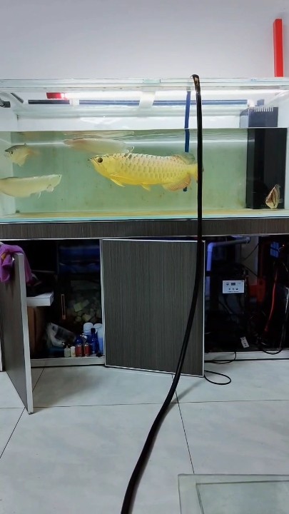 龍騰虎躍