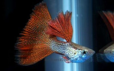 泰虎魚多少錢一只圖片及價格：泰虎魚多少錢一只