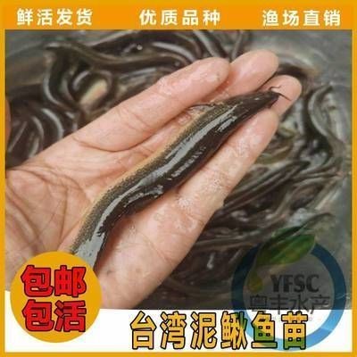 龍魚鱗片撞壞了沒掉怎么辦啊vs祥龍魚場：龍魚一直撞缸掉鱗怎樣處理