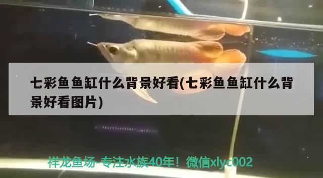 白底黑背養紅龍魚可以嗎：白底黑背養殖紅龍魚的注意事項