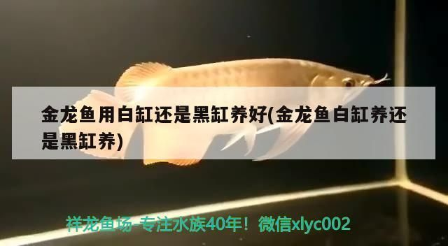 白底黑背養紅龍魚可以嗎：白底黑背養殖紅龍魚的注意事項
