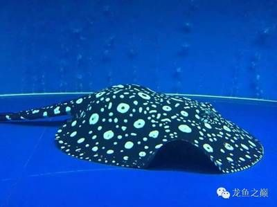 魟魚用什么濾材最好養(yǎng)活：養(yǎng)魟魚時(shí)應(yīng)選擇硬度適中、不易掉渣、份量適中、不易掉渣