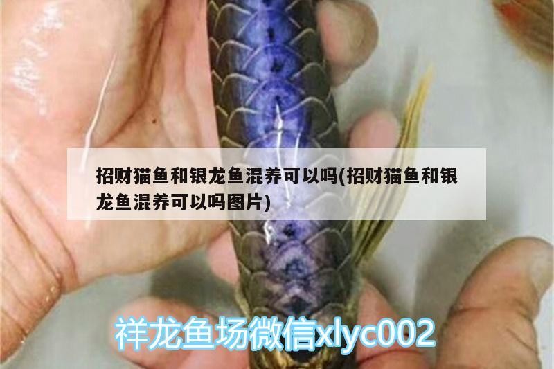 招財貓魚和銀龍魚混養可以嗎(招財貓魚和銀龍魚混養可以嗎圖片)