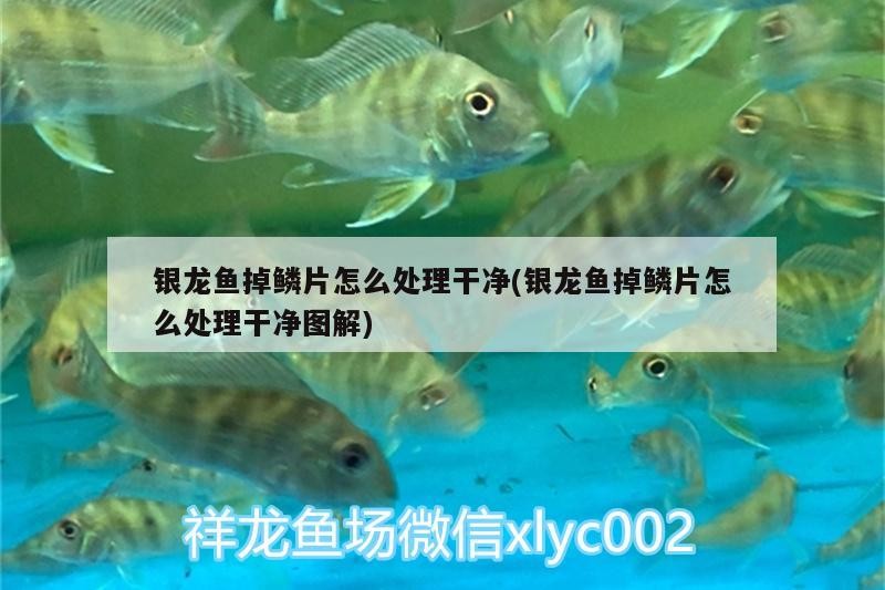銀龍魚掉鱗片怎么處理干凈(銀龍魚掉鱗片怎么處理干凈圖解)