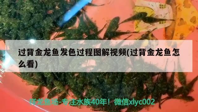 望江縣有沒有龍魚養殖的嘗試，<strong><mark>安徽</mark></strong>望江縣龍魚養殖潛力評估龍魚養殖需要哪些特殊許可