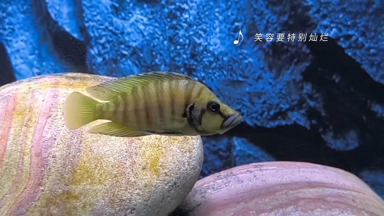 魚生短暫，余生很貴