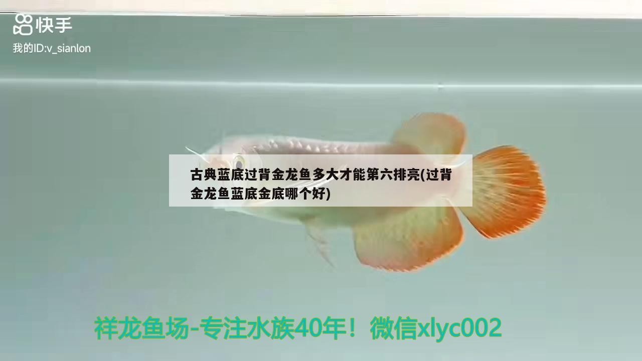 古典藍底過背金龍魚多大才能第六排亮(過背金龍魚藍底金底哪個好)