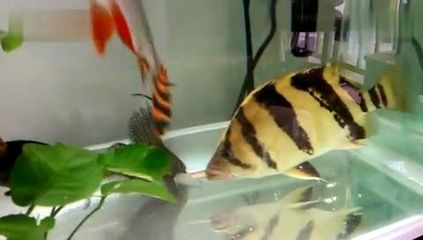 虎魚可以吃泥鰍嗎：虎魚可以吃泥鰍嗎，