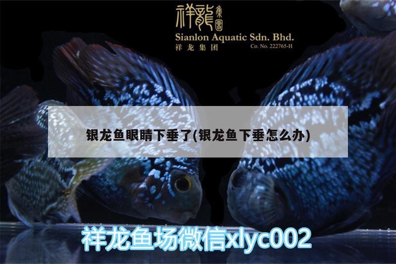 銀龍魚眼睛下垂了(銀龍魚下垂怎么辦)