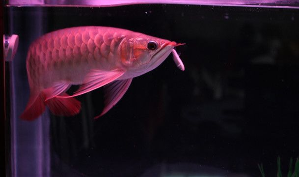 紅龍魚生長周期是多少天啊：關于紅龍魚生長周期的詳細信息