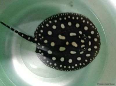 小魟魚不愛游動：小魟魚不愛游動可能有多種原因，